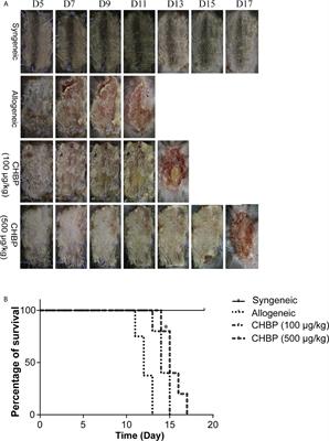 Cyclic Helix B Peptide Prolongs Skin Allograft Survival via Inhibition of B Cell Immune Responses in a Murine Model